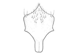   Anthidium cockerelli  male, diagram showing ventral view of eighth sternum (S8), diagram from Gonzalez and Griswold 2013 
